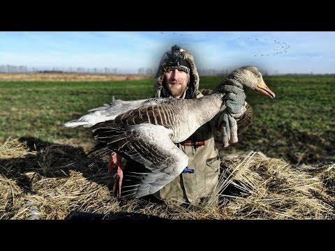 Видео: ОХОТА НА ХИТРОГО СЕРОГО ГУСЯ 2020 рецепт дикого гуся от Димона