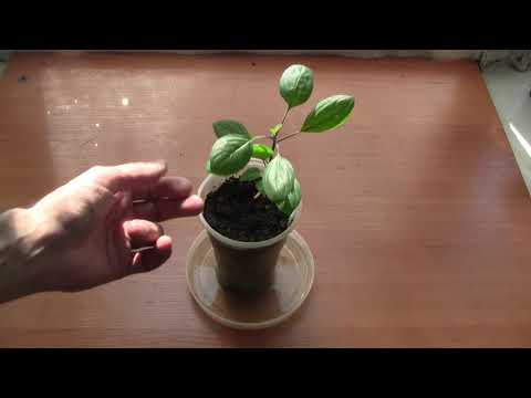 Видео: Как поливать саженцы, сеянцы.