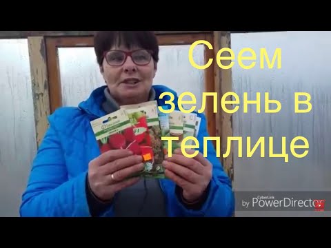 Видео: Ранняя посадка зелени в теплице