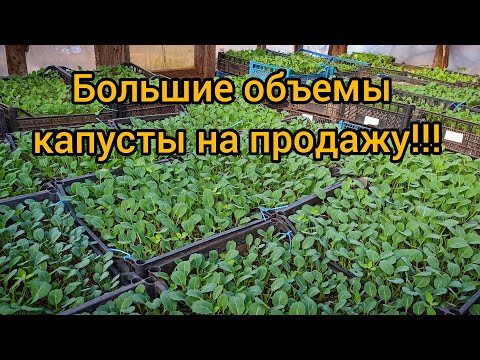 Видео: Как мы выращиваем большие объемы рассады капусты на продажу!