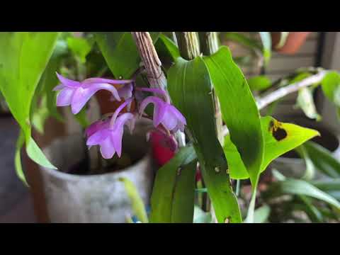 Видео: Dendrobium intricatum. Неожиданное цветение дендробиума в 35 градусную жару
