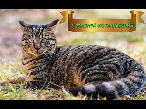 Видео: "Восемь жизней кота Василия". Евгений Чеширко.
