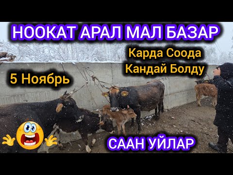 Видео: Ноокат Арал Мал Базар 👍 Саан Уйлар😱 Карда Соода Кандай Болду 5 Ноябрь