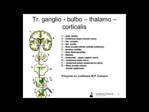 Видео: Проводящие пути головного и спинного мозга.