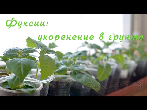 Видео: Фуксии: укоренение в грунте
