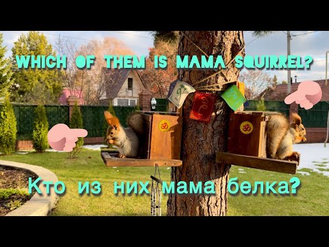 Видео: Where is mama squirrel sitting, on the left or on the right? Где сидит мама белка слева или справа?