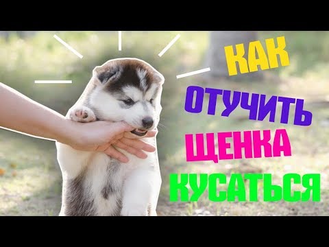 Видео: КАК ОТУЧИТЬ ЩЕНКА КУСАТЬСЯ | ЩЕНОК КУСАЕТ ЗА РУКИ И НОГИ