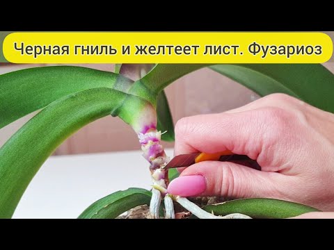 Видео: Орхидея ГНИЕТ и ЖЕЛТЕЕТ лист орхидеи // ФУЗАРИОЗ у орхидеи