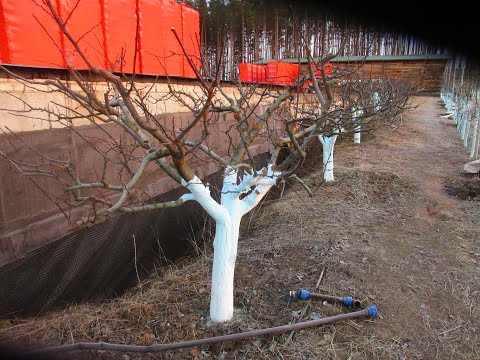 Видео: Когда белить деревья и для чего.