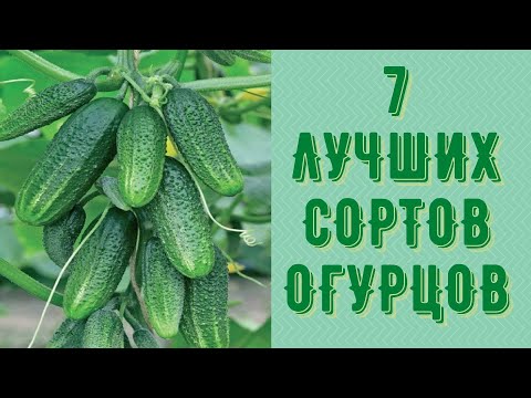 Видео: Самые лучшие сорта огурцов