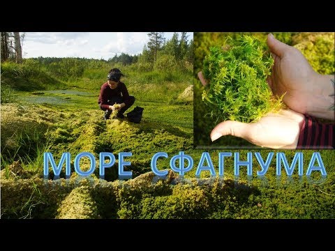 Видео: Мох сфагнум: Где найти ЧИСТЫЙ СФАГНУМ и как собирать. Экспедиция в болото за идеальным субстратом!