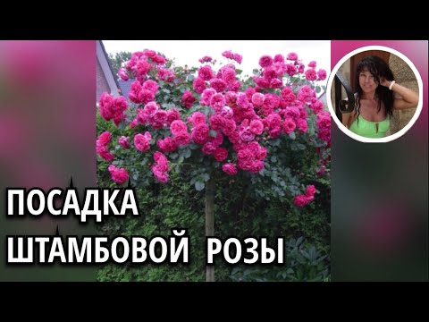 Видео: 27.04.2023. Как посадить штамбовую розу? Rosarium Uetersen, Kordes.