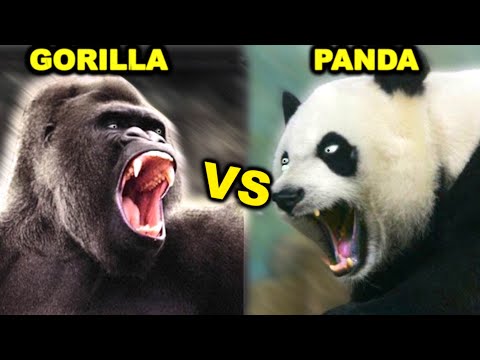 Видео: ГОРИЛЛА против ПАНДА-МЕДВЕДЯ: Кто победит в бою?