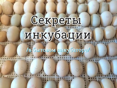 Видео: Режим инкубации утят и цыплят//Закладываем новую партию яиц//Секреты инкубации