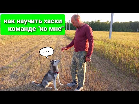 Видео: как научить собаку команде "ко мне"