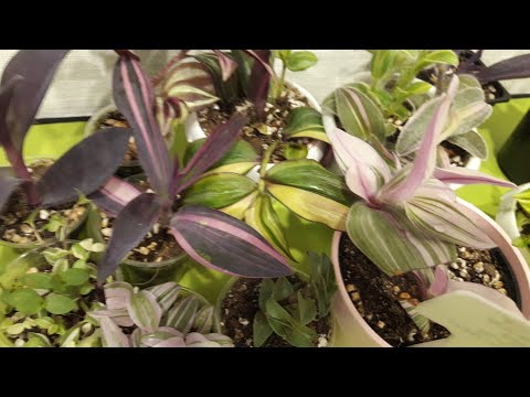 Видео: КОМНАТНЫЕ РАСТЕНИЯ(ЦВЕТЫ).ТРАДЕСКАНЦИИ.
