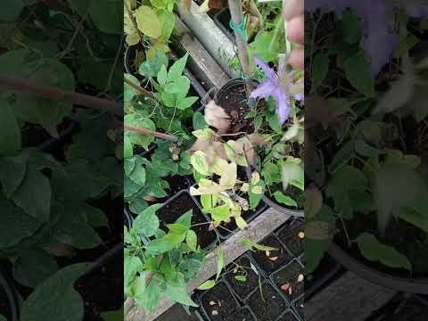 Видео: Результаты укоренения и какие черенки буду брать для укоренения клематисов.