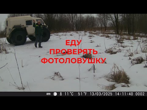 Видео: Еду проверять Фотоловушку