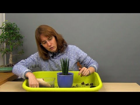 Видео: Сансевиерия цилиндрическая. Посадка и уход.