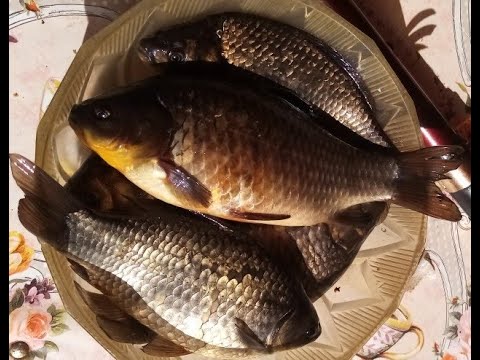 Видео: Рыбалка в Тверской области 6: озеро Лесное