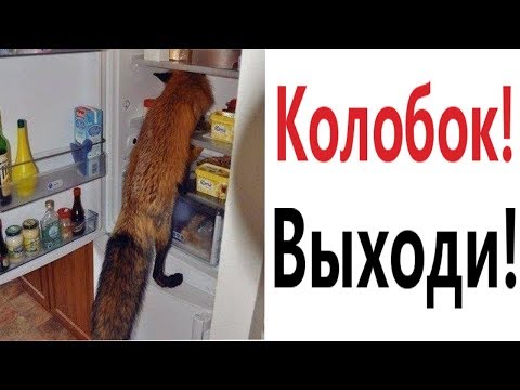 Видео: Лютые приколы. КОЛОБОК! ВЫХОДИ!!! Самое смешное видео! Попробуй не засмеяться! - Domi Show!