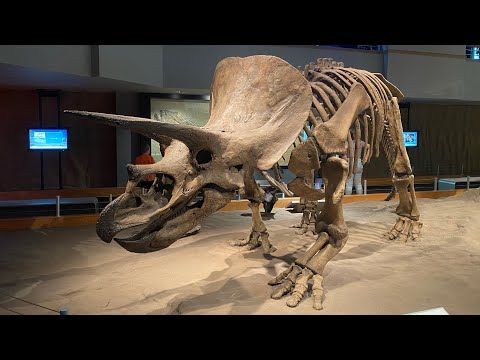 Видео: #168. МУЗЕЙ ДИНОЗАВРОВ В DRUMHELLER, ALBERTA, CANADA. #MYAGROTOURS