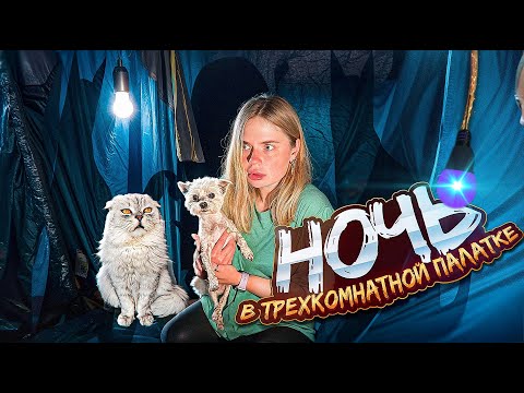 Видео: КОШАЧЬИ ЦАРАПИНЫ В РЕАЛЬНОЙ ЖИЗНИ | НОЧЬ В ТРЁХКОМНАТНОЙ ПАЛАТКЕ С КОТАМИ