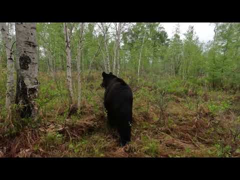 Видео: Медведица потеряла медвежат.