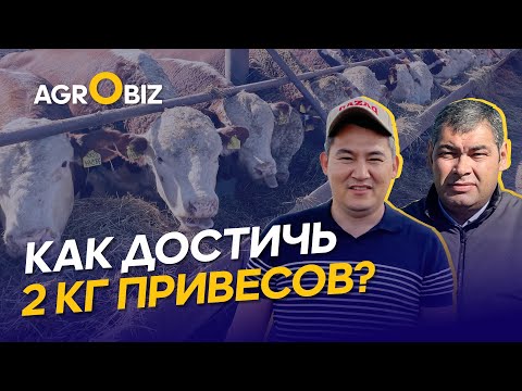 Видео: Акбасы-рекордсмены, содержание и рацион для высоких привесов | ТОО Новокиенка, КХ Даурен