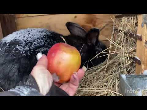 Видео: Всем привет🤗 Пришла зима. Метёт. Переезд кроликов 🐰