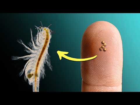 Видео: Мои морские обезьянки: день 1 - 30 | Первый месяц роста