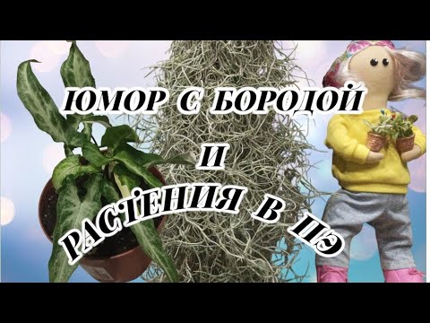 Видео: 🌱СМЕЁМСЯ🤣ЧЕРЕНКУЕМ, ПЕРЕСАЖИВАЕМ ,  в прямом эфире!