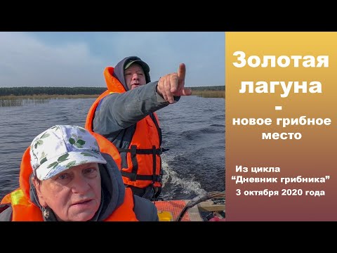 Видео: Золотая лагуна - новое грибное место. Дневник грибника 3 октября 2020 года.