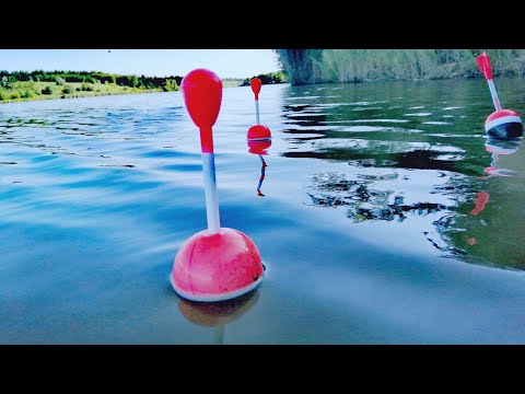 Видео: Ловлю товстолоба на ставку.Такий кльов буває не кожен день!🎣🐟🚀