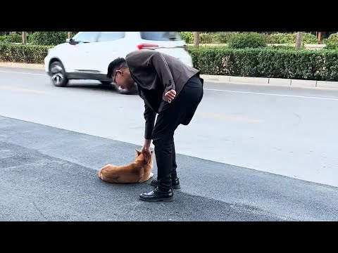 Видео: огда собака повернула голову, женщина расплакалась от шока