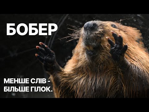 Видео: Бобер — архітектор, що будує без креслень
