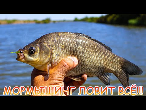 Видео: Мормышинг ловит ВСЁ!!! Шнур или Эстер? Что для мормо выбрать?