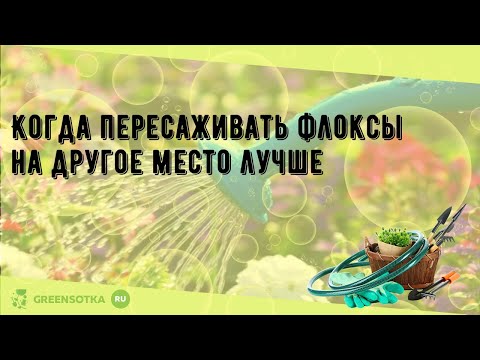 Видео: Когда пересаживать флоксы на другое место лучше