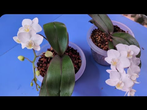 Видео: 01.12.24.две Орхидеи в одном кашпо..пересадка в кору.