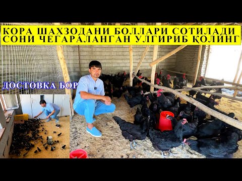 Видео: КОРА ШАХЗОДА ЖЎЖАЛАРИ НАРХИ 35.000МИНГ СУМ