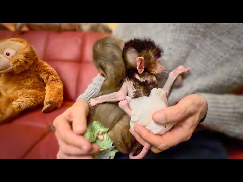 Видео: УРА!!! У нас первые успехи, Люся ДАЛА СЕБЯ ОБНЯТЬ Степашка!  Обижается, но терпит!!!