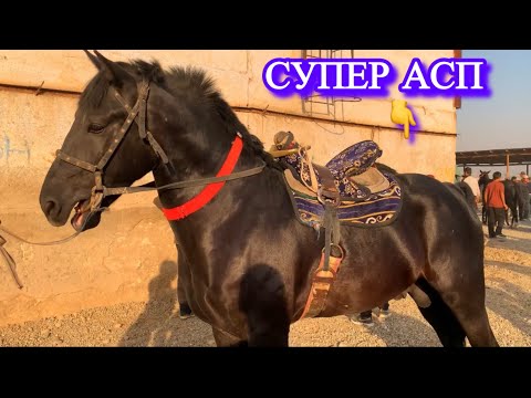 Видео: Асп бозори Душанбе(Ленский район). Беҳтарин навор шуд✅