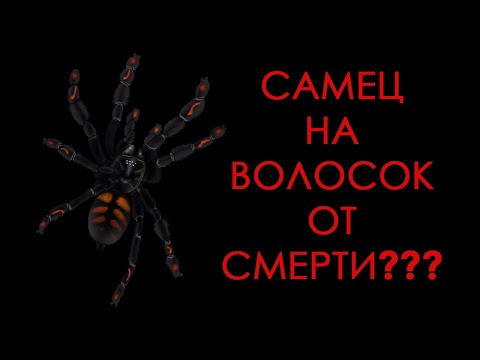 Видео: НОГИ ПОД КЛЫКАМИ | Спаривание птицеедов Psalmopoeus irminia