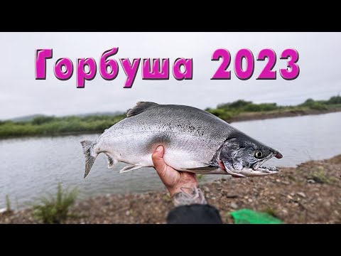 Видео: Горбуша как из бочки 2023. Рыбалка превзошла все ожидания!