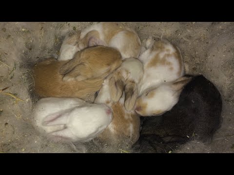 Видео: Вес безпородных кроликов