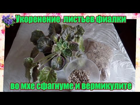 Видео: Как укоренять листья фиалки во мхе сфагнуме с вермикулитом(перлитом) в домашних условиях.Часть 1-я