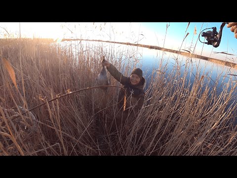 Видео: Охота с подхода на северную утку — загон удался, добыт трофей!