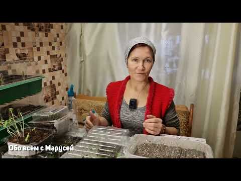 Видео: МОЯ РАССАДА НА 1 марта 2023 видеообзор всхожесть советы , перцы , баклажаны ,цветы@obovsemsmarusya
