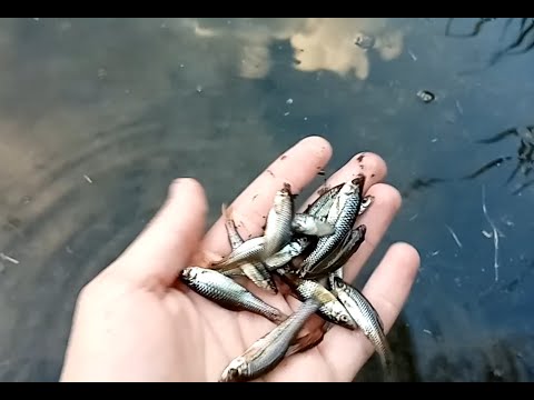 Видео: Ловля рыбы малька на бутылку баклажку закидушку