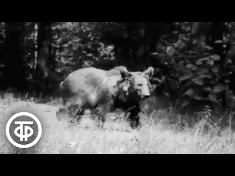Видео: Природоведение. 2 класс. Как звери к зиме готовятся (1974)